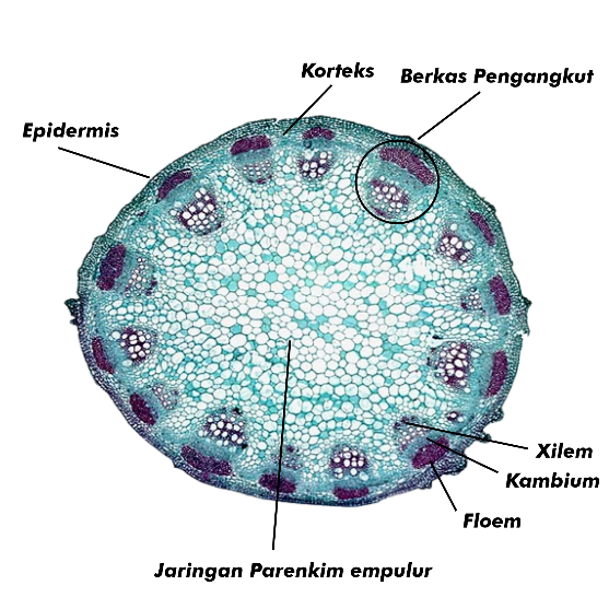 Gambar Penampang melintang batang dikotil